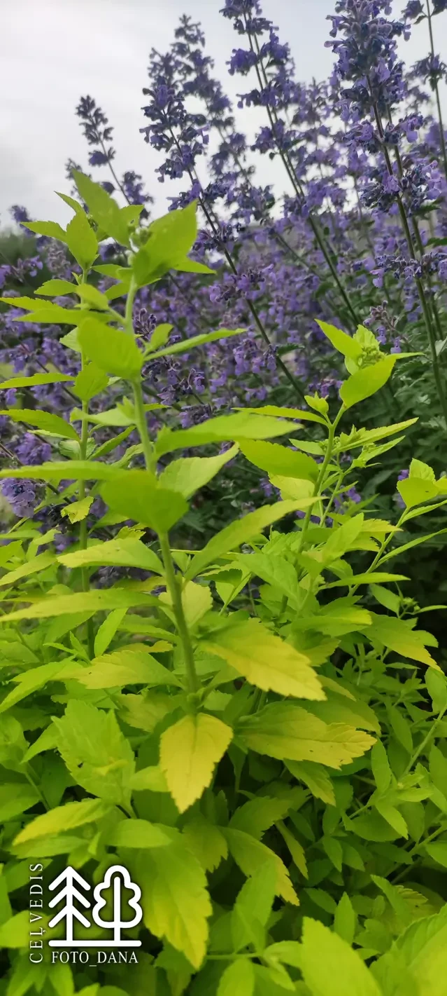 Spiraea japonica   'White Gold'
